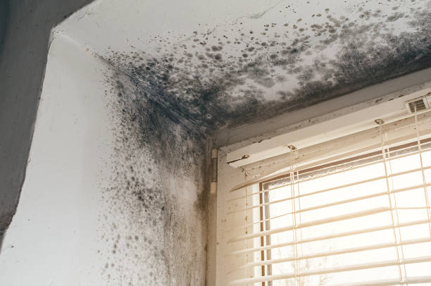 Affordable Black Mold Remediation solutions in Stafford, VA