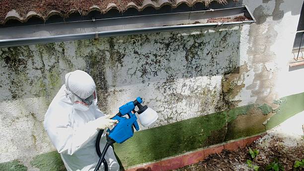 Top rated local Black Mold Remediation specialists in Stafford, VA
